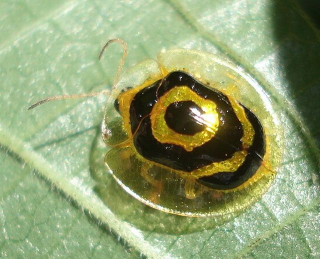 Tortoise beetle