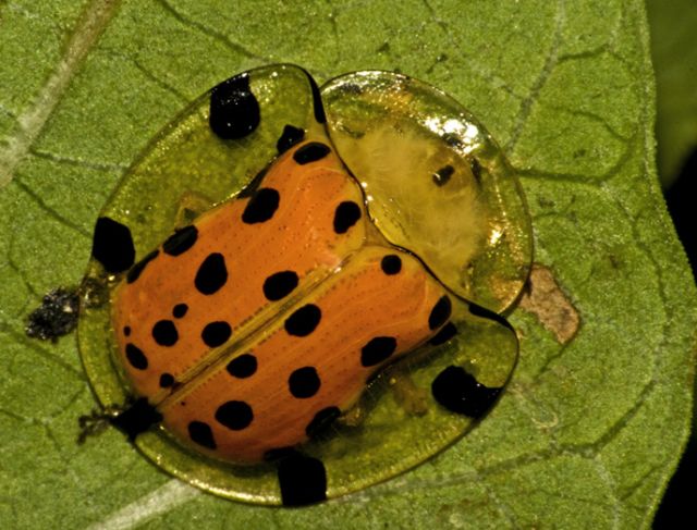 Tortoise beetle