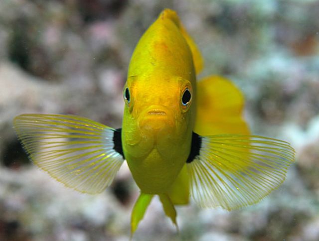 lemon damsel fish