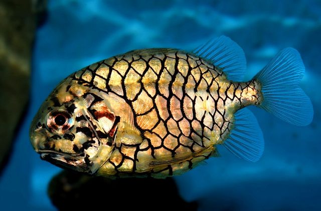 pineapple fish