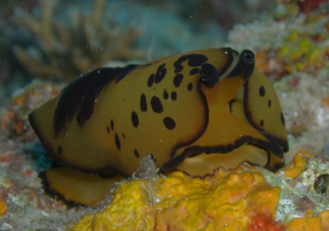 nudibranch