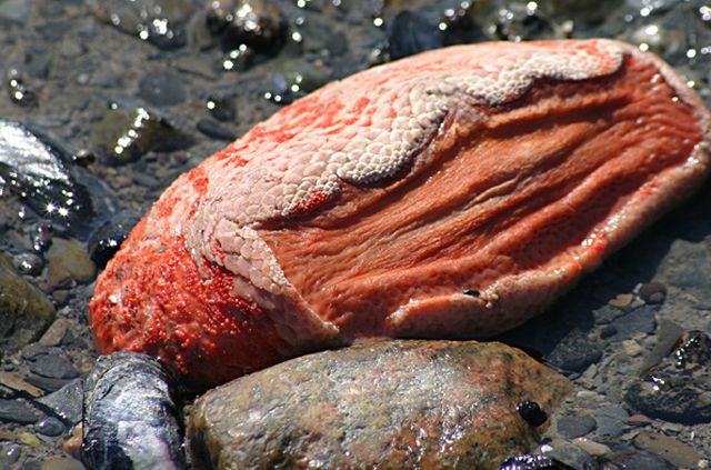 orange footed sea cucumber