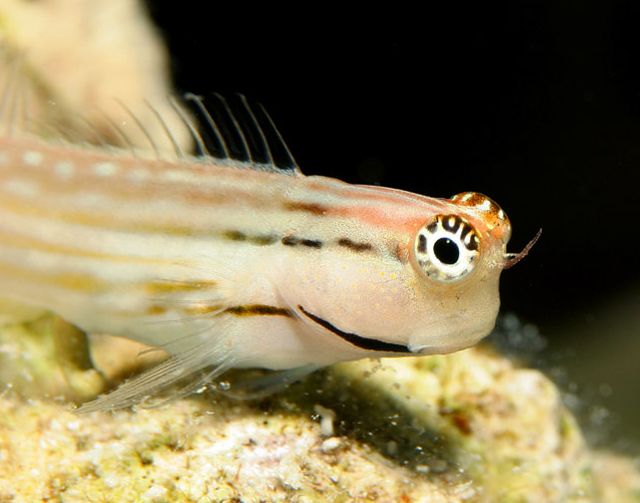 red sea combtooth blenny