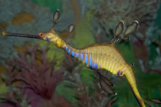 sea dragon