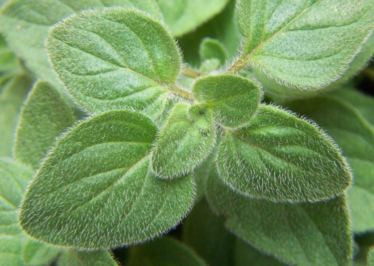 7 Oregano-greek