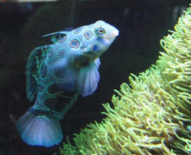 Goby ปลาบู่สวยงาม