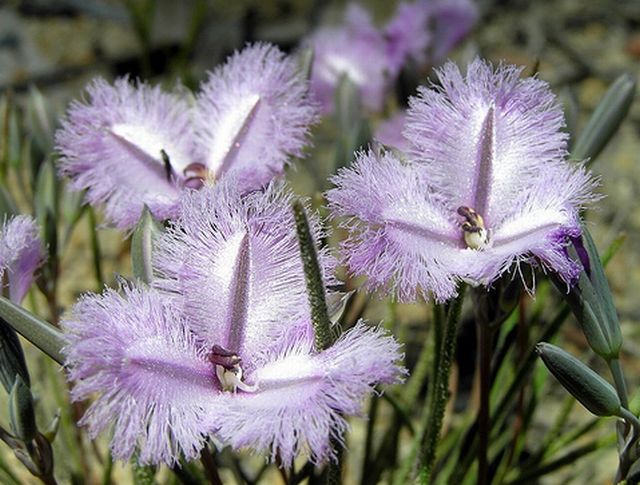 ลิลลี่ปลายกลีบรุ่งริ่ง (Fringed Lily)