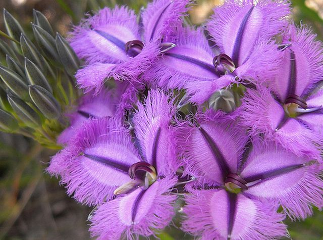 ลิลลี่ปลายกลีบรุ่งริ่ง (Fringed Lily)