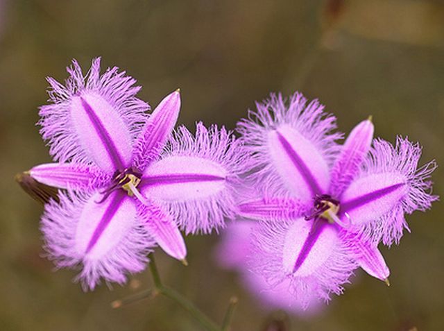 ลิลลี่ปลายกลีบรุ่งริ่ง (Fringed Lily)