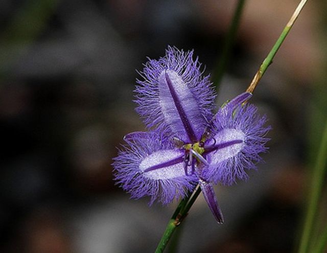 ลิลลี่ปลายกลีบรุ่งริ่ง (Fringed Lily)