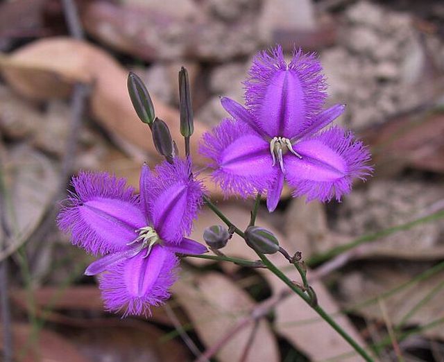 ลิลลี่ปลายกลีบรุ่งริ่ง (Fringed Lily)