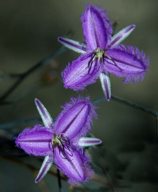 ลิลลี่ปลายกลีบรุ่งริ่ง (Fringed Lily)