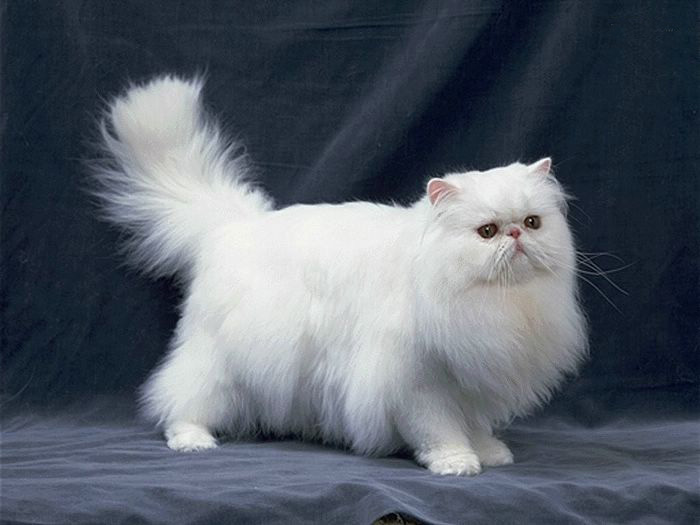 Luxurious Cat •:*´¨`*:• <(￣︶￣)/ 