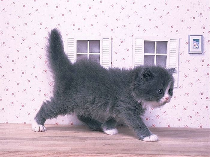 Luxurious Cat •:*´¨`*:• <(￣︶￣)/ 