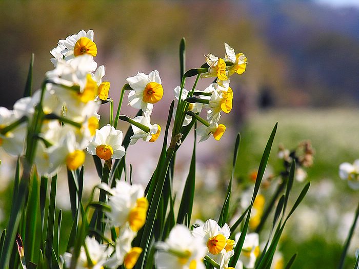 Narcissus flower•°•.° ღღღ