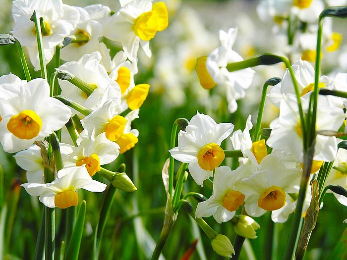 Narcissus flower•°•.° ღღღ