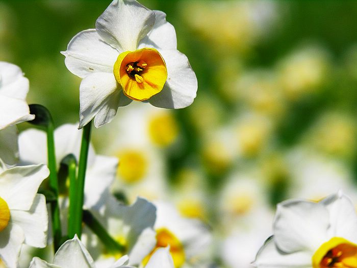 Narcissus flower•°•.° ღღღ