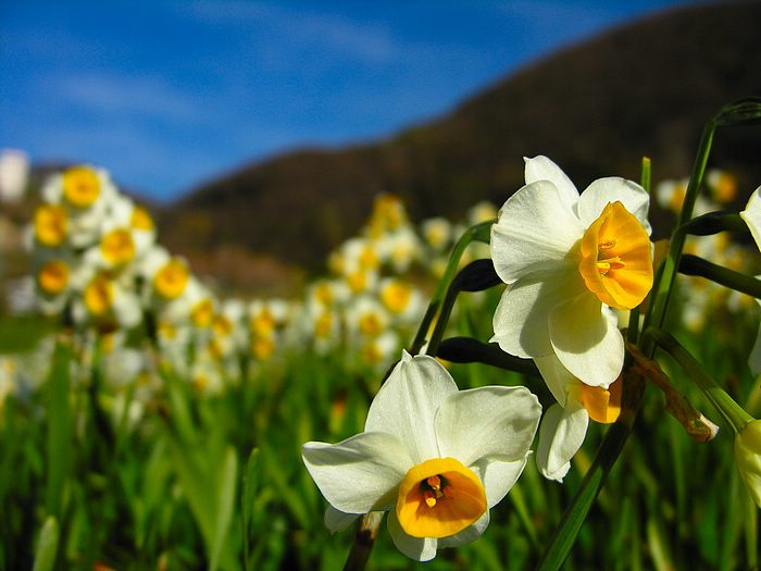 Narcissus flower•°•.° ღღღ