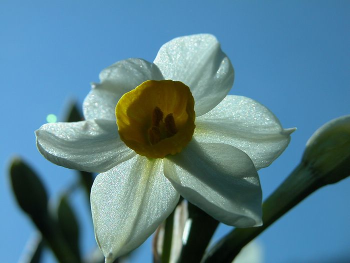 Narcissus flower•°•.° ღღღ