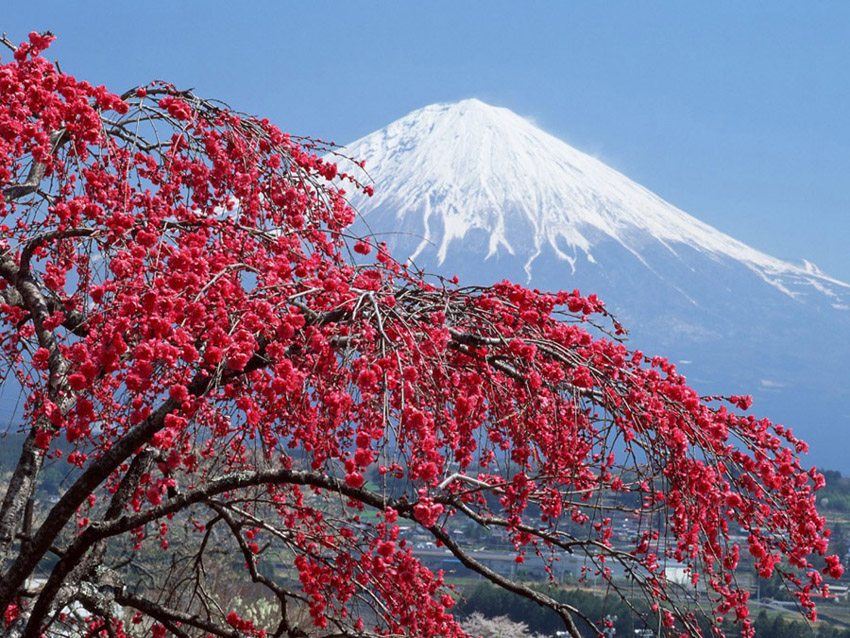 Mount Fuji •°•.° ღ.