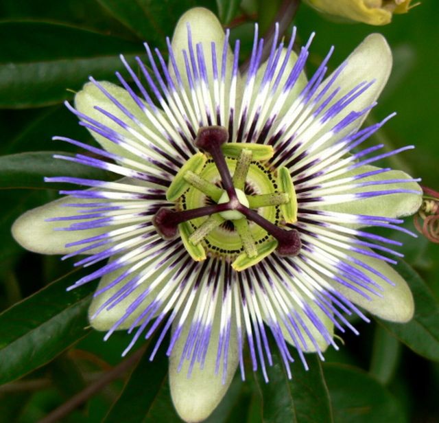 ดอกกระทกรก (เสาวรส - Passion flower)