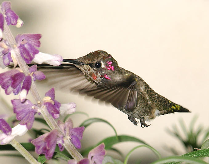 Hummingbird •°•.° ღ. 2