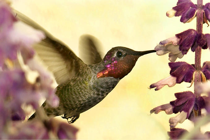Hummingbird •°•.° ღ. 2