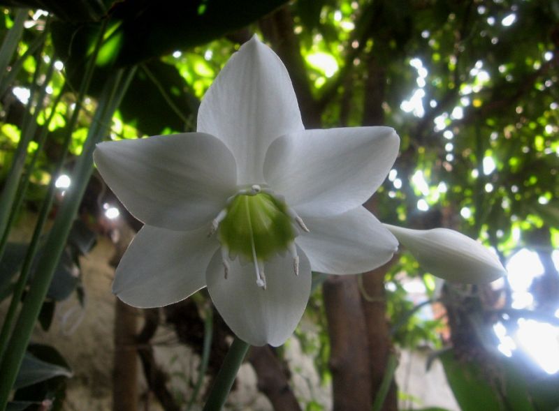 ดอกศุภโชค (Amazon Lily) อีกหนึ่งไม้มงคล