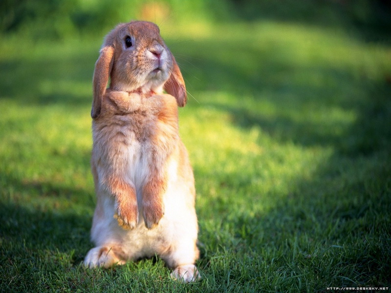 o--- แด่กระต่ายที่ฉันรัก ---o ( I )