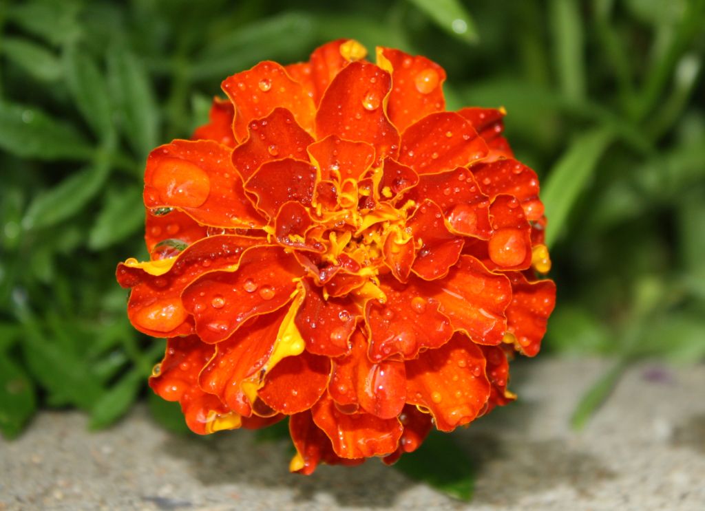 ดอกดาวเรือง.....ดอกไม้ชื่อมงคล (Marigold)