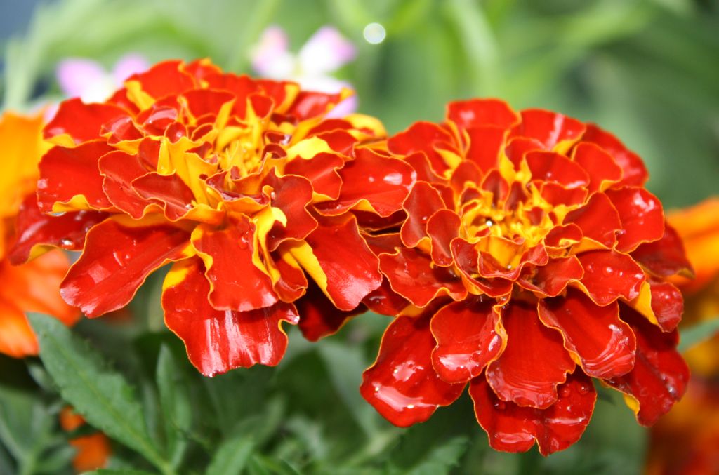 ดอกดาวเรือง.....ดอกไม้ชื่อมงคล (Marigold)