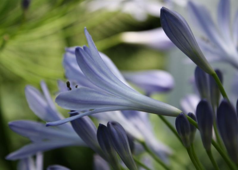 ***ดอก Lily Of The Nile*** 