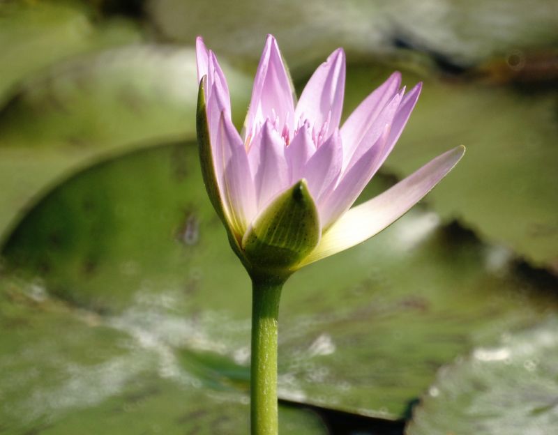 ดอกบัวสวยๆ (Water Lily) 