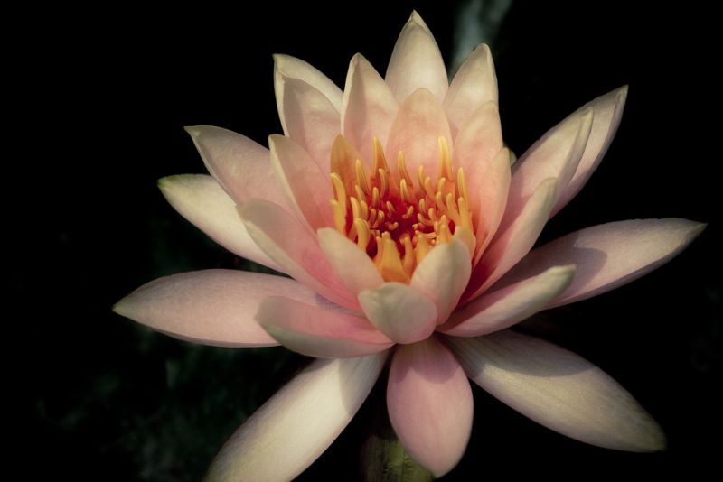 ดอกบัวสวยๆ (Water Lily) 