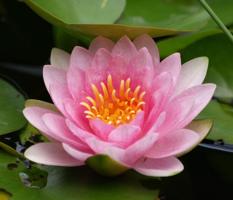 ดอกบัวสวยๆ (Water Lily) 