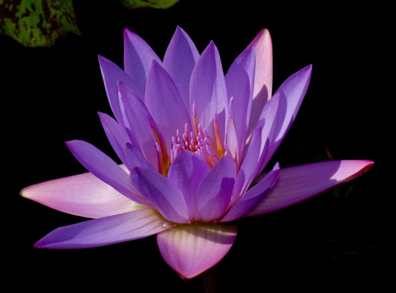 ดอกบัวสวยๆ (Water Lily) 