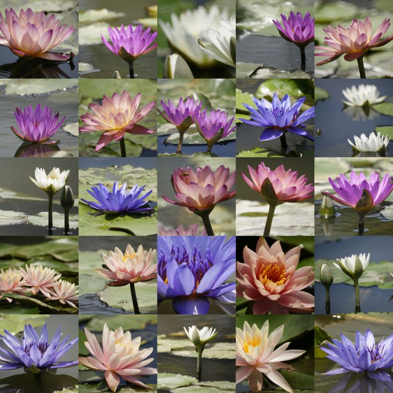 ดอกบัวสวยๆ (Water Lily) 
