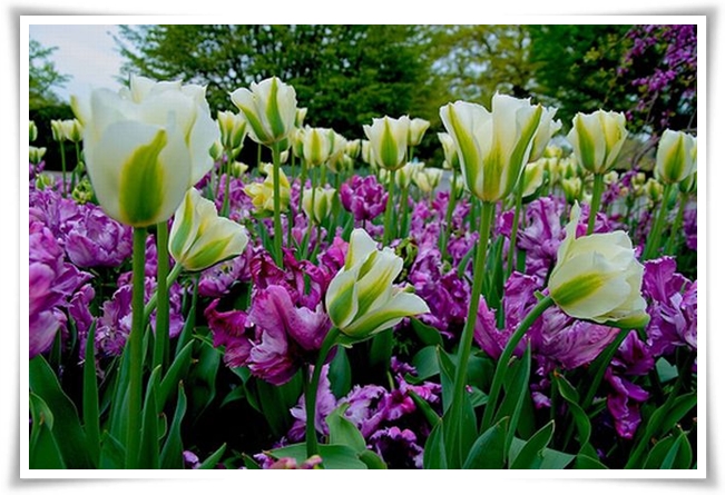 ♥ Tulip garden in  Pennsylvania ♥