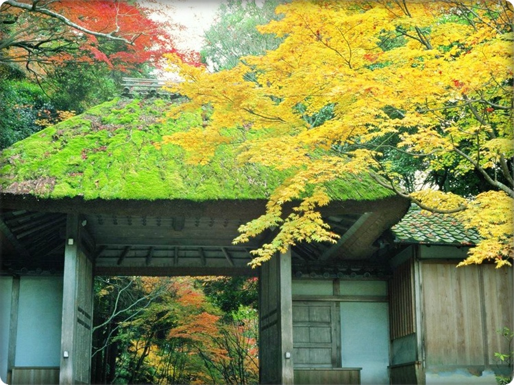 ♥Kyoto : Japan...ดินแดนอาทิตย์อุทัย♥ 