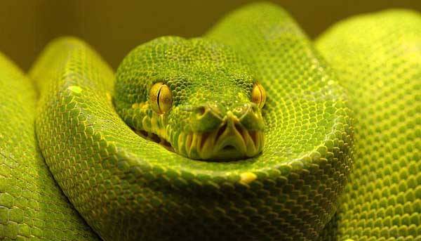 【 .. งูสวยๆ .. 】 