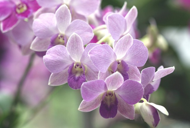 กล้วยไม้ ~ Orchid