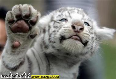 น่ารักเฉพาะตอนนี้เท่านั้น 2 (White Tiger)