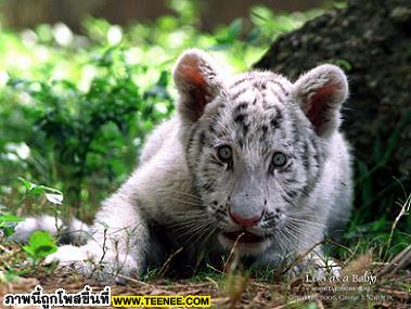 น่ารักเฉพาะตอนนี้เท่านั้น 2 (White Tiger)