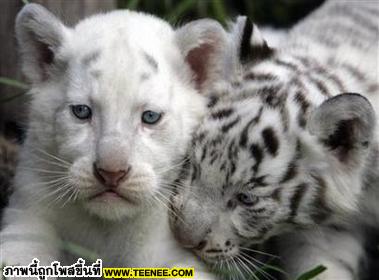 น่ารักเฉพาะตอนนี้เท่านั้น 2 (White Tiger)