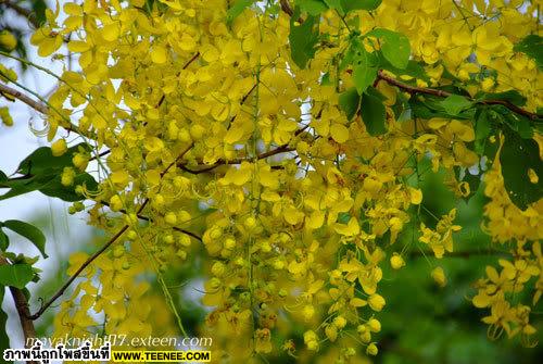 ดอกไม้ประจำชาติไทย ดอกราชพฤกษ์ 