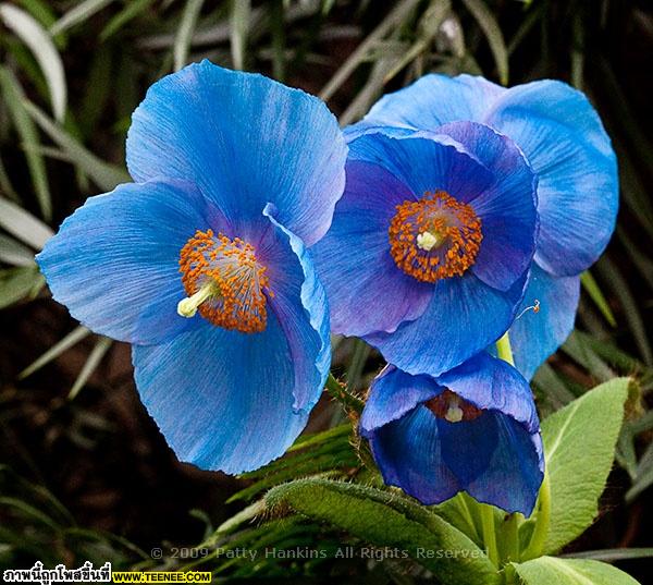 ดอกไม้ประจำประเทศภูฏาน ดอกป็อปปี้สีฟ้า 