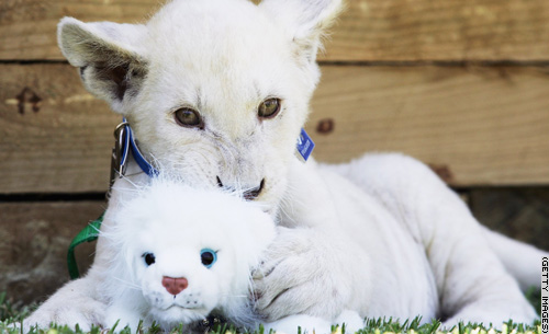 White Lion