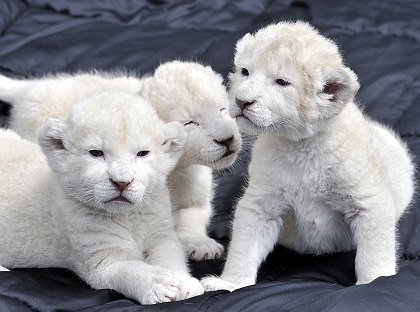 White Lion