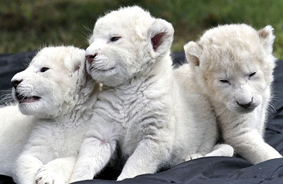 White Lion