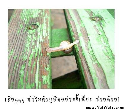 ~ความพยายามของหอยทาก~